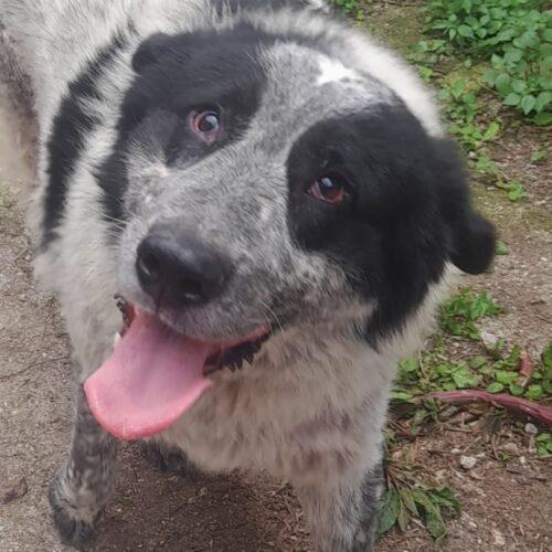 Buk - Maschio  - 3 Anni (Nato Indicativamente A Dicembre 2022)  - Razza: Simil Pastore  - Taglia: Grande  